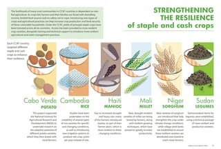 STRENGTHENING
THE RESILIENCE
of staple and cash crops
The livelihoods of many rural communities in CCAF countries is dependent on rain-
fed agriculture. As crops fail, farmers and their families are faced with dwindling
income, limited food sources and no safety net to cope. Introducing new types of
crops and agricultural practices can help increase crop production and food security
of these vulnerable households. Under the CCAF, yields of principal staple crops have
been boosted across all six countries. Access has been provided to more resilient
crop varieties, alongside training and technical support to introduce more resilient
agricultural and water management practices.
Each CCAF country
targeted different
staple and cash
crops to enhance
their resilience.
Cabo Verde
POTATO
The project supported
the National Institute for
Agricultural Research and
Development (INIDA) to
undertake research on
the adaptive potential of
different potato varieties,
which they then tested with
local farmers.
Cambodia
RICE
Studies have been
undertaken on the
suitability of several types
of rice varieties for specific
and changing conditions,
as well as introducing
new irrigation systems to
produce two crop cycles
per year instead of one.
Mali
MILLET
New, drought-resilient
varieties of millet are being
tested by farmers, along
with resilient growing
techniques, which have
proved to greatly increase
productivity.
Niger
SORGHUM
New varieties of sorghum
are introduced that help
strengthen the crop under
climate change conditions,
while village seed banks
are established to ensure
these resilient varieties are
distributed and shared to
reach more farmers.
Sudan
LEGUMES
Demonstration farms for
legumes were established,
using a technical package
of more resilient and
productive varieties.
Adaptive Farms Resilient Table	 29
 