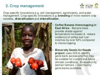 2. Crop management
Crop-specific innovations e.g. soil management, agroforestry, and water
management. Crop-specific innovations e.g. breeding of more resilient crop
varieties, diversification and intensification.
• Coffee Banana Intercropping in
East Africa - Banana trees
provide shade against
temperature increases & reduce
incidence of coffee leaf rust -
incomes by over 50% compared
to monocropping
• Bioversity Seeds for Needs
project: uses GIS to identify
gene bank accessions that may
be suitable for current and future
climatic conditions. Evaluation by
women farmers – Community
gene banks available
 