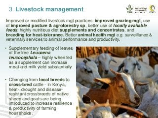 3. Livestock management
Improved or modified livestock mgt practices: improved grazing mgt, use
of improved pasture & agroforestry sp, better use of locally available
feeds, highly nutritious diet supplements and concentrates, and
breeding for heat-tolerance. Better animal health mgt e.g. surveillance &
veterinary services to animal performance and productivity.
• Supplementary feeding of leaves
of the tree Leucaena
leucocephala – highly when fed
as a supplement can increase
meat and milk yield substantially
• Changing from local breeds to
cross-bred cattle - In Kenya,
heat-, drought and disease-
resistant crossbreeds of native
sheep and goats are being
introduced to increase resilience
& productivity of farming
households.
 