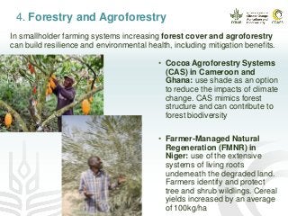 4. Forestry and Agroforestry
• Cocoa Agroforestry Systems
(CAS) in Cameroon and
Ghana: use shade as an option
to reduce the impacts of climate
change. CAS mimics forest
structure and can contribute to
forest biodiversity
• Farmer-Managed Natural
Regeneration (FMNR) in
Niger: use of the extensive
systems of living roots
underneath the degraded land.
Farmers identify and protect
tree and shrub wildlings. Cereal
yields increased by an average
of 100kg/ha
In smallholder farming systems increasing forest cover and agroforestry
can build resilience and environmental health, including mitigation benefits.
 