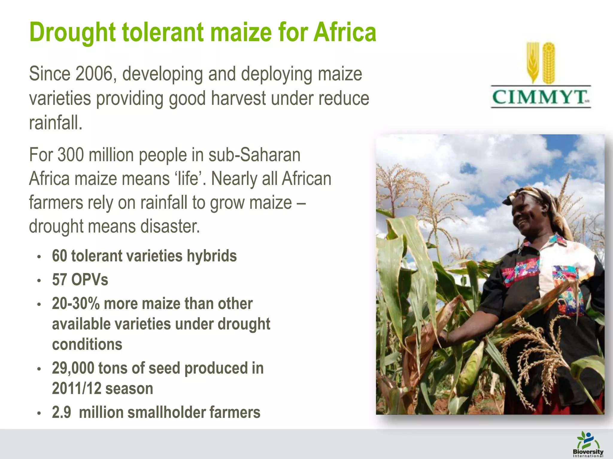 18
Drought tolerant maize for Africa
• 60 tolerant varieties hybrids
• 57 OPVs
• 20-30% more maize than other
available varieties under drought
conditions
• 29,000 tons of seed produced in
2011/12 season
• 2.9 million smallholder farmers
Since 2006, developing and deploying maize
varieties providing good harvest under reduce
rainfall.
For 300 million people in sub-Saharan
Africa maize means ‘life’. Nearly all African
farmers rely on rainfall to grow maize –
drought means disaster.
 