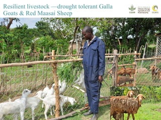 Youth and CSA: Lessons and experiences from CCAFS East Africa