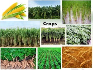 CCAFS EA Presentation for MOT training in ILRI Addis Ababa, Ethiopia.