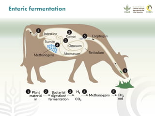 CCAFS EA Presentation for MOT training in ILRI Addis Ababa, Ethiopia.