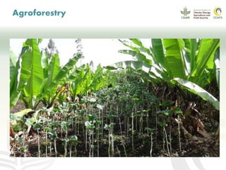 CCAFS EA Presentation for MOT training in ILRI Addis Ababa, Ethiopia.