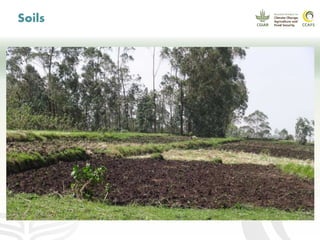 CCAFS EA Presentation for MOT training in ILRI Addis Ababa, Ethiopia.