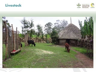 CCAFS EA Presentation for MOT training in ILRI Addis Ababa, Ethiopia.