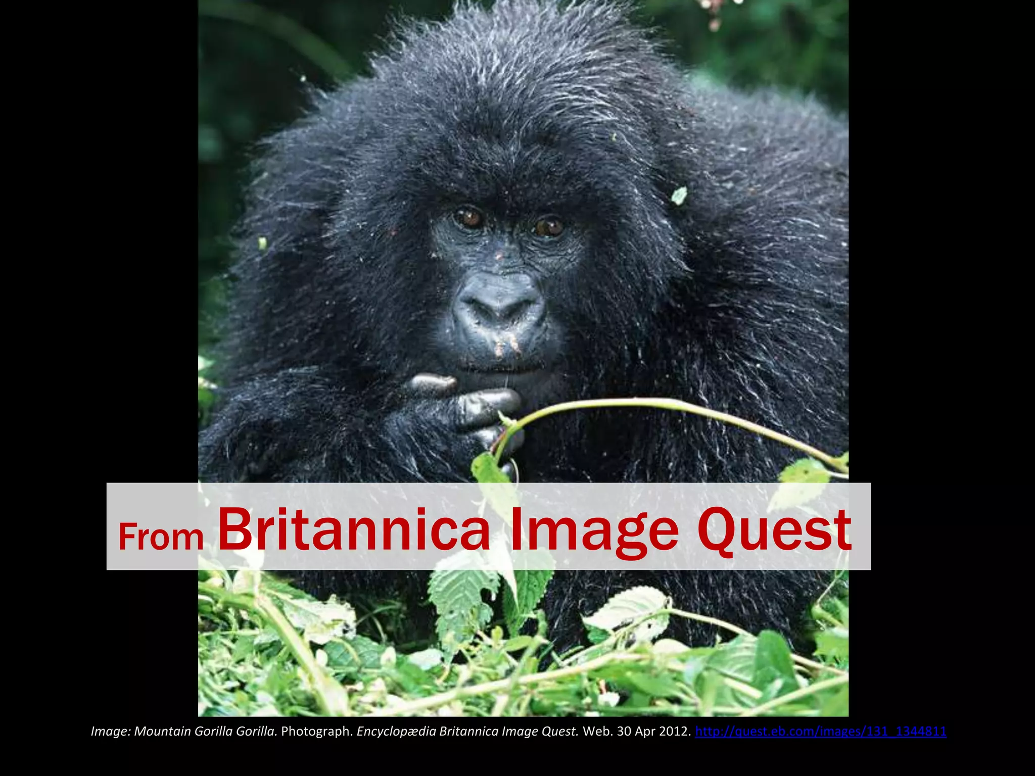 From Britannica

Image Quest

Image: Mountain Gorilla Gorilla. Photograph. Encyclopædia Britannica Image Quest. Web. 30 Apr 2012. http://quest.eb.com/images/131_1344811

 