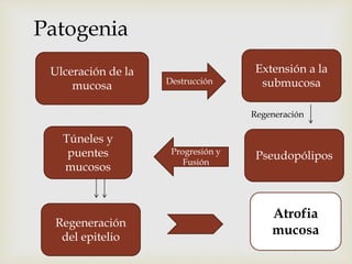 Patogenia
Ulceración de la
mucosa
Extensión a la
submucosa
Túneles y
puentes
mucosos
Pseudopólipos
Regeneración
del epitelio
Atrofia
mucosa
Destrucción
Regeneración
Progresión y
Fusión
 