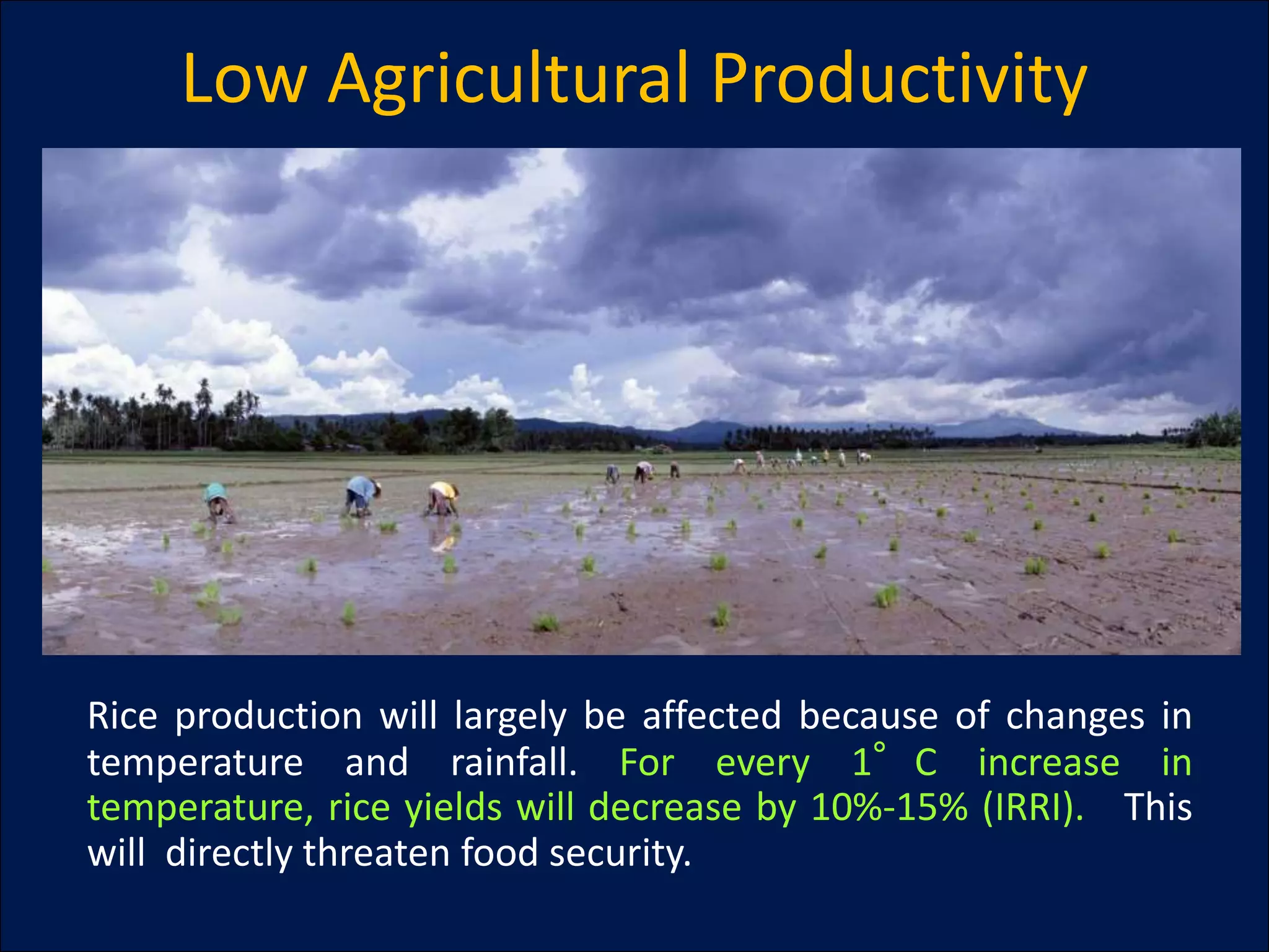 Low Agricultural Productivity
Rice production will largely be affected because of changes in
temperature and rainfall. For every 1°C increase in
temperature, rice yields will decrease by 10%-15% (IRRI). This
will directly threaten food security.
 