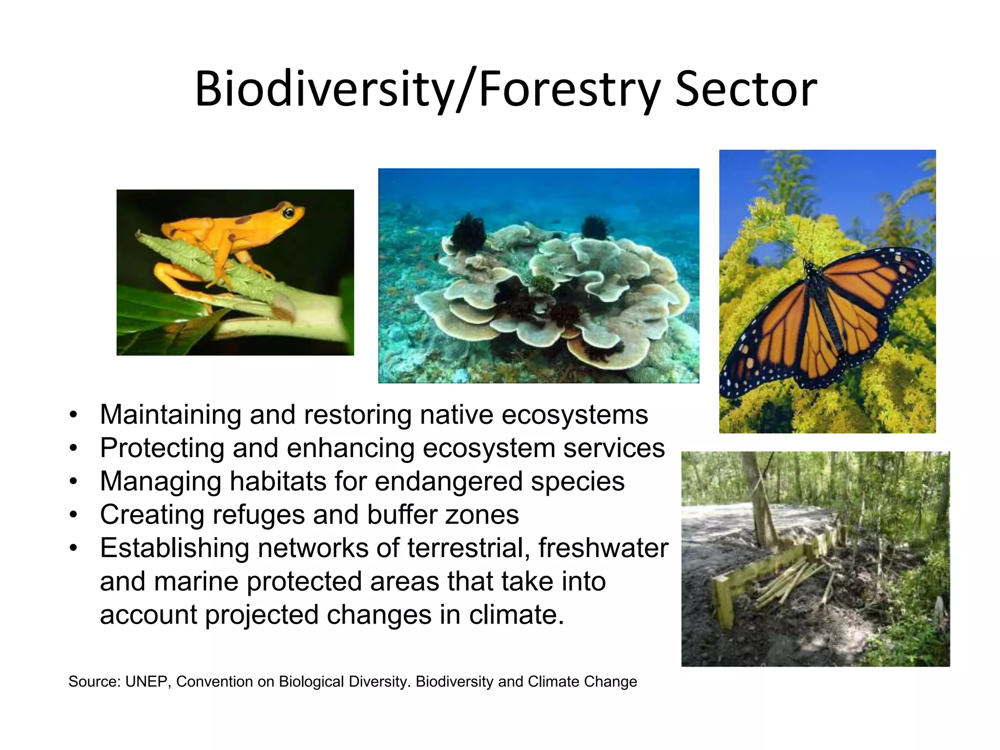 • Maintaining and restoring native ecosystems
• Protecting and enhancing ecosystem services
• Managing habitats for endangered species
• Creating refuges and buffer zones
• Establishing networks of terrestrial, freshwater
and marine protected areas that take into
account projected changes in climate.
Source: UNEP, Convention on Biological Diversity. Biodiversity and Climate Change
Biodiversity/Forestry Sector
 