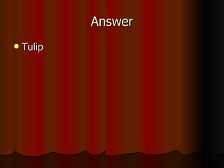 Answer Tulip 