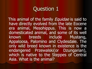 Question 1 This animal of the family  Equidae  is said to have directly evolved from the late Eocene era animal, Mesohippus. This is now a domesticated animal, and some of its well known breeds include Mustang, Appaloosa, Palomino and Clydesdale. The only wild breed known in existence is the endangered Przewalski(or Dzungarian), which is native to the Steppes of Central Asia. What is the animal? 
