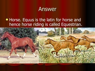 Answer Horse. Equus is the latin for horse and hence horse riding is called Equestrian. 