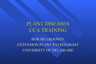 PLANT DISEASES
     CCA TRAINING
      BOB MULROONEY
EXTENSION PLANT PATHOLOGIST
  UNIVERSITY OF DELAWARE
 