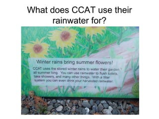 What does CCAT use their
rainwater for?

 