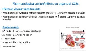 Pharmacological action/effects on organs of CCBs
• Effects on vascular smooth muscle
• Vasodilation of systemic arterial smooth muscle →  systemic blood pressure
• Vasodilation of coronary arterial smooth muscle →  blood supply to cardiac
muscles.
• Cardiac muscle
• SA node → rate of nodal discharge
• AV node → AV conduction
•  heart rate
•  myocardial contractility
• conduction
 