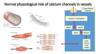 Normal physiological role of calcium channels in vessels
L type calcium
channel
Calcium + calmodulin
MLCK
MLCK-P
MLCK
MLCK
Actin-
myosin
cross
bridge
 