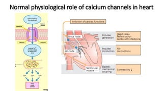 Normal physiological role of calcium channels in heart
 