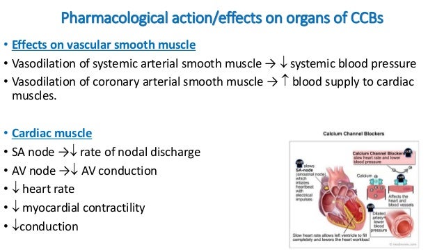 calcium channel blockers mechanism of action