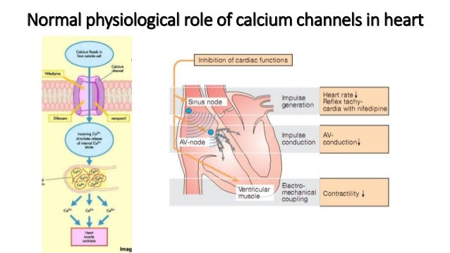 calcium channel blockers mechanism of action