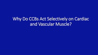 Why Do CCBs Act Selectively on Cardiac
and Vascular Muscle?
 