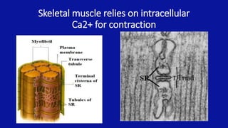 Skeletal muscle relies on intracellular
Ca2+ for contraction
 