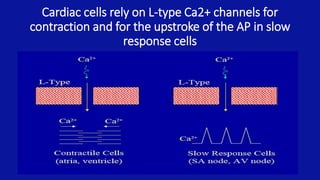 Cardiac cells rely on L-type Ca2+ channels for
contraction and for the upstroke of the AP in slow
response cells
 
