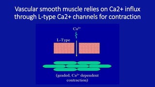 Vascular smooth muscle relies on Ca2+ influx
through L-type Ca2+ channels for contraction
 