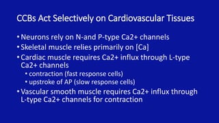CCBs Act Selectively on Cardiovascular Tissues
• Neurons rely on N-and P-type Ca2+ channels
• Skeletal muscle relies primarily on [Ca]
• Cardiac muscle requires Ca2+ influx through L-type
Ca2+ channels
• contraction (fast response cells)
• upstroke of AP (slow response cells)
• Vascular smooth muscle requires Ca2+ influx through
L-type Ca2+ channels for contraction
 