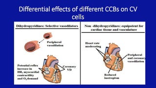 Differential effects of different CCBs on CV
cells
 