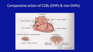 Comparative action of CCBs (DHPs & non-DHPs)
 