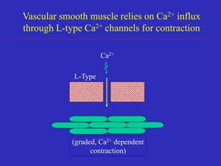 Vascular smooth muscle relies on Ca2+ influx
through L-type Ca2+ channels for contraction
(graded, Ca2+ dependent
contraction)
L-Type
Ca2+
 