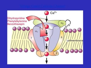 Voltage Gated Calcium Channel
 