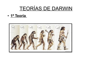 TEORÍAS DE DARWIN
● 1ª Teoría
 