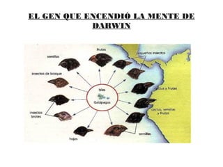 EL GEN QUE ENCENDIÓ LA MENTE DE
DARWIN
 
