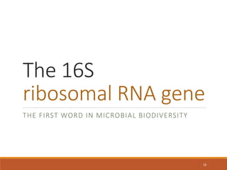 The 16S
ribosomal RNA gene
THE FIRST WORD IN MICROBIAL BIODIVERSITY
10
 