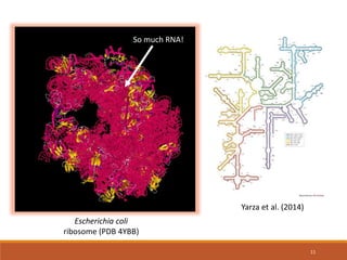 11
Yarza et al. (2014)
Escherichia coli
ribosome (PDB 4YBB)
So much RNA!
 