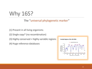 Why 16S?
The “universal phylogenetic marker”
(1) Present in all living organisms
(2) Single copy* (no recombination)
(3) Highly conserved + highly variable regions
(4) Huge reference databases
12
 