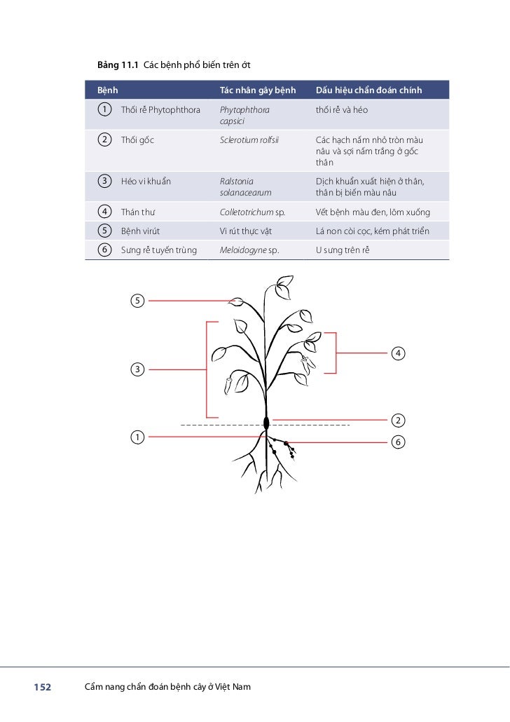 Video phŐ biżn Video phŐ biżn