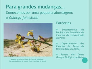 Para grandes mudanças… Comecemos por uma pequena abordagem:  A  Coincya johnstonii Parcerias Departamento de Botânica da Faculdade de Ciências da Universidade do Porto Departamento das Ciências da Terra da Universidade do Minho  Parque das Dunas (Parque Biológico de Gaia) Aspecto da inflorescência de  Coincya johnstonii  Parque das Dunas da Aguda  (foto: Henrique N. Alves) 