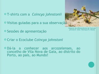 T-shirts com a  Coincya johnstonii Visitas guiadas para a sua observação Sessões de apresentação Criar o Ecoclube  Coincya johnstoni Dá-la a conhecer aos arcozelenses, ao concelho de Vila Nova de Gaia, ao distrito do Porto, ao país, ao Mundo! Aspecto da inflorescência de  Coincya johnstonii  (foto: Henrique N. Alves) 