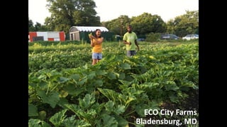 ECO City Farms
ECO City Farms
Bladensburg, MD
 