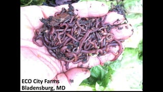 ECO City Farms
Bladensburg, MD
 