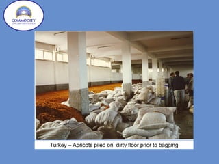 Turkey – Apricots piled on  dirty floor prior to bagging 