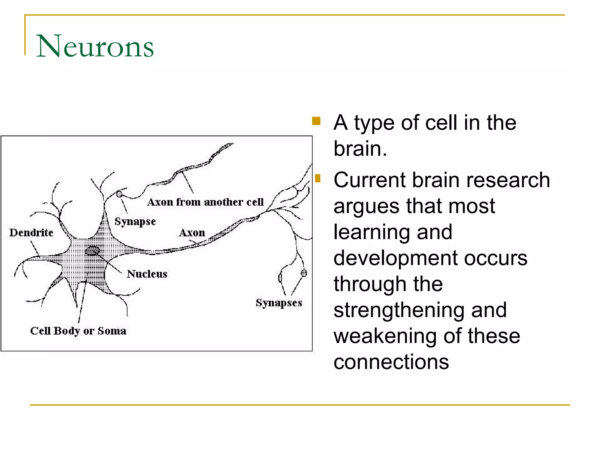 Neurons A type of cell in the brain. Current brain research argues that most learning and development occurs through the strengthening and weakening of these connections 
