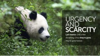 The 7 Principles of Conversion Centered Design