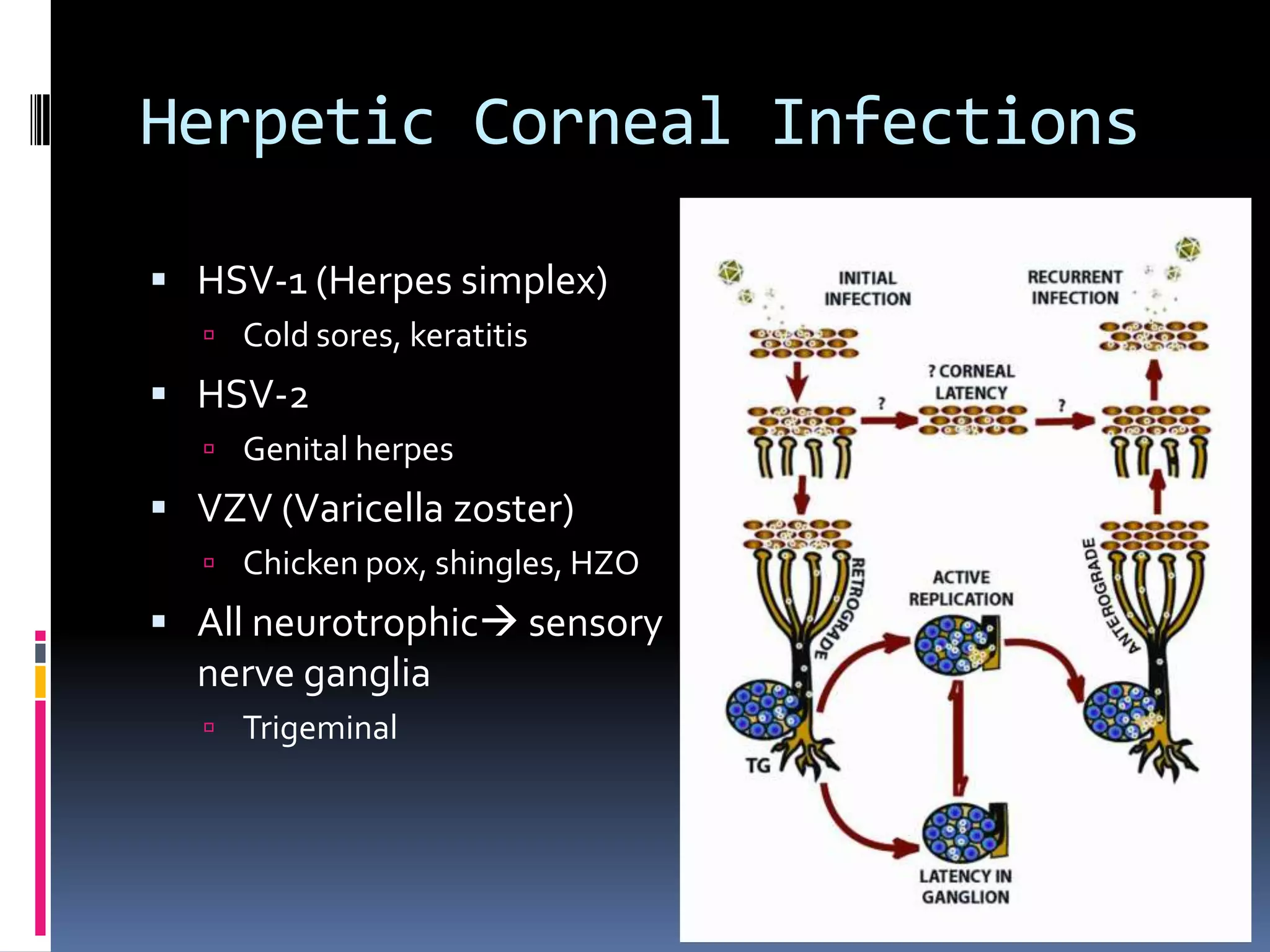 Herpetic Corneal Infections
 HSV-1 (Herpes simplex)
 Cold sores, keratitis
 HSV-2
 Genital herpes
 VZV (Varicella zoster)
 Chicken pox, shingles, HZO
 All neurotrophic sensory
nerve ganglia
 Trigeminal
 