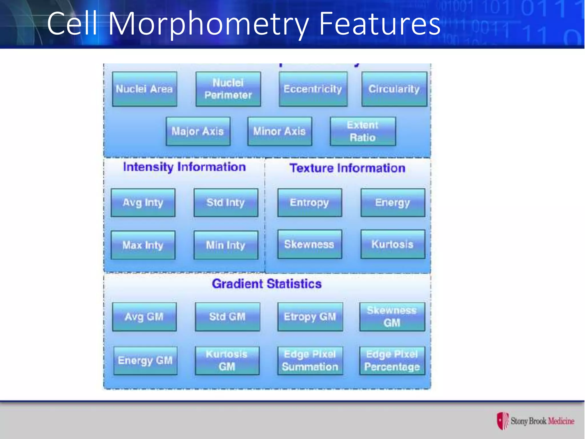 Cell Morphometry Features
 