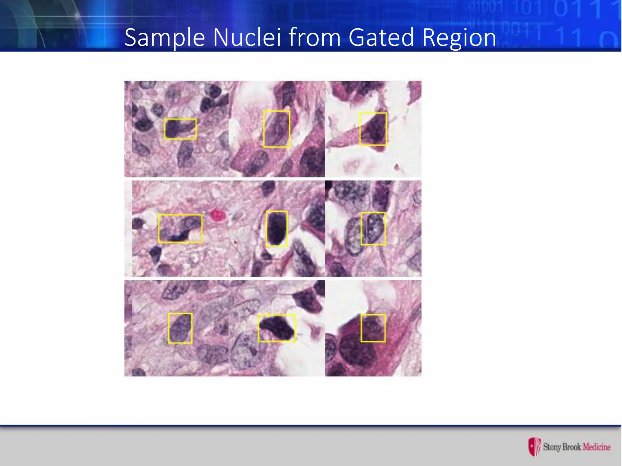 Sample Nuclei from Gated Region
 